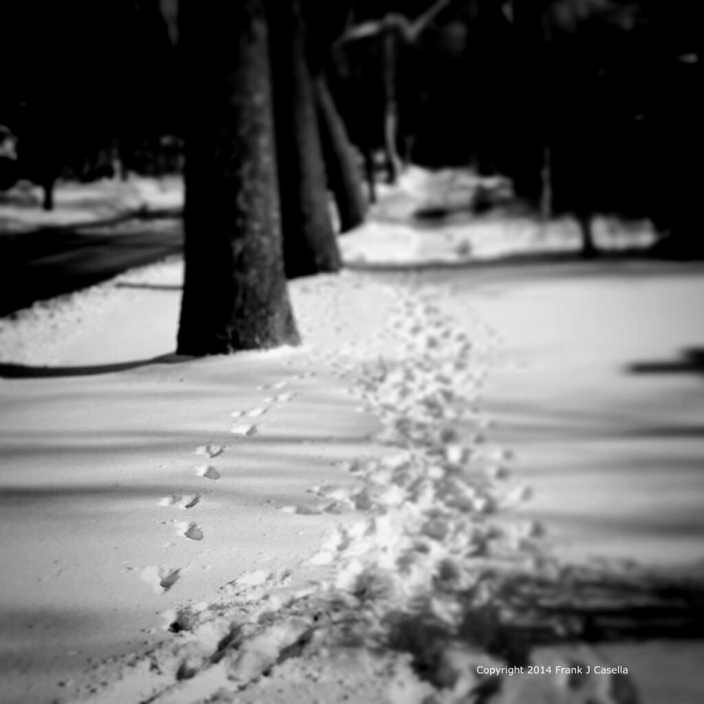 A snowy tree lined sidwalk with the imprints of a pet off the beaten path by the people. In black and white.